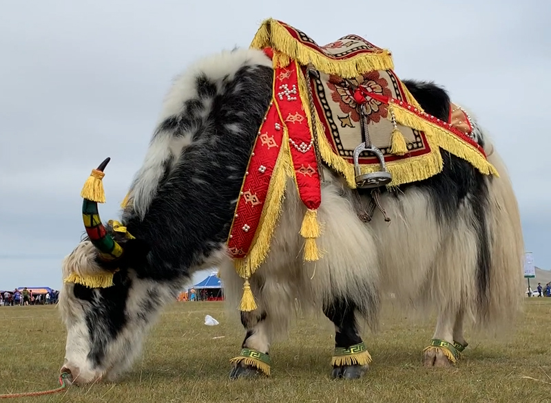 mongolia yak festivals 