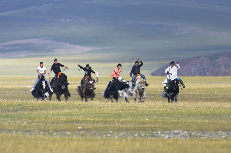 mongolia yak race 