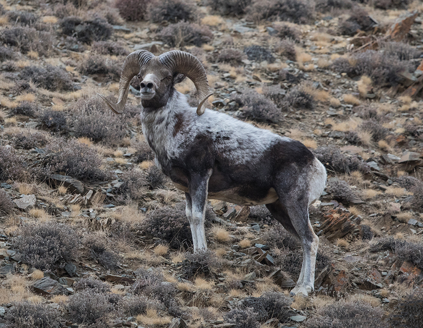 mongolia animal photos by batzaya choijiljav wild argali sheep