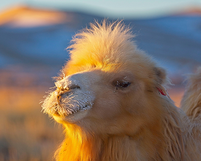 mongolian_camel_journey