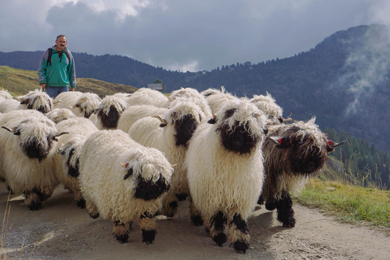 sheep in switzerland