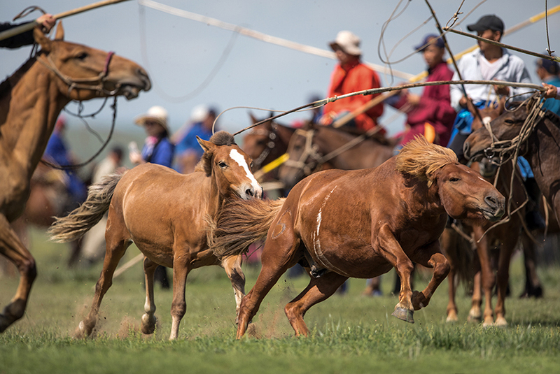 ugii lake horse event Mongolia