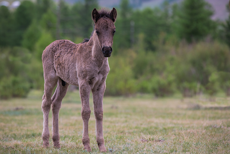 mongolia_horse_foals