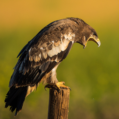 western_mongolia_bird_watching_tour