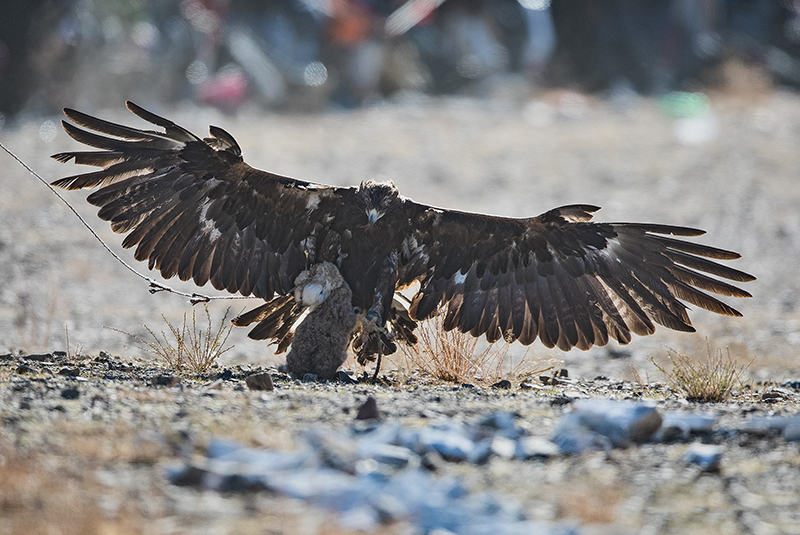what_golden_eagle_eats