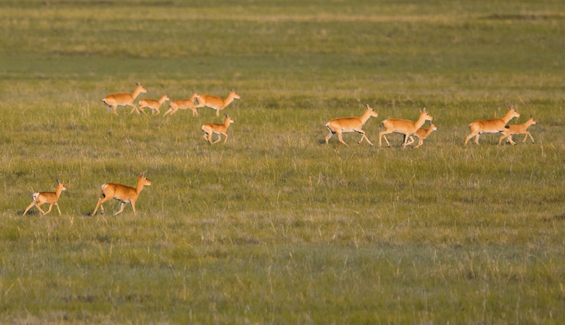 wildlife of mongolia