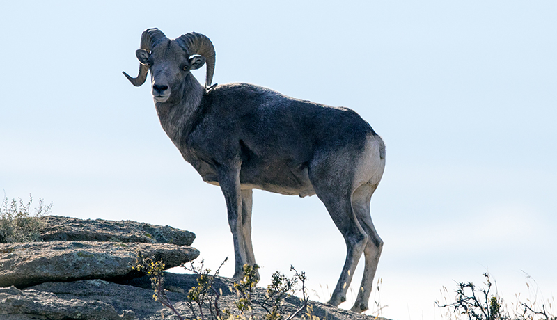 Wild sheep Mongolia