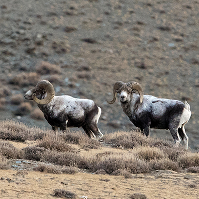 wildlife-photo-tour-mongolia-argali-sheep
