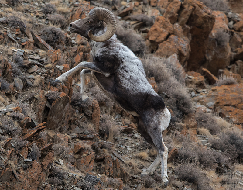 wild life photography tour mongolia