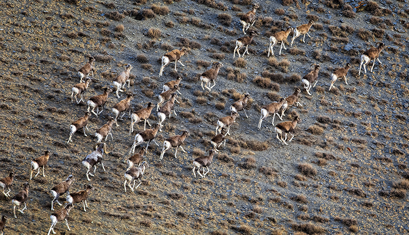 Mongolia wild life photography tour