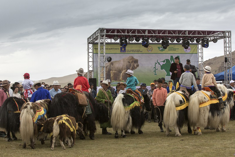 mongolia yak festival 