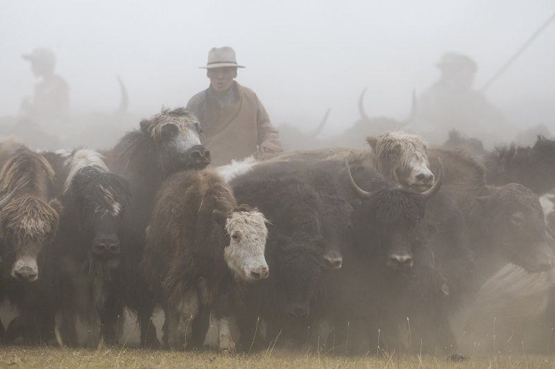 yak events mongolia