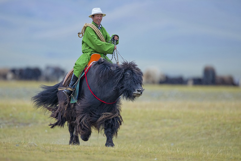 yak racing mongolia