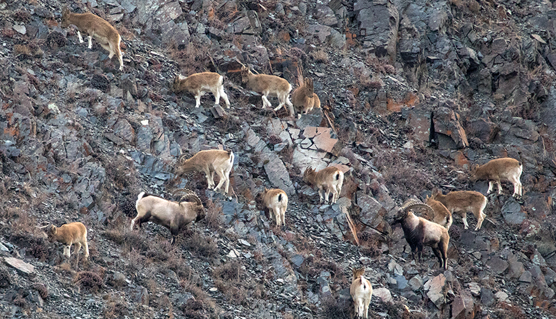 Mongolia wild life photography tour